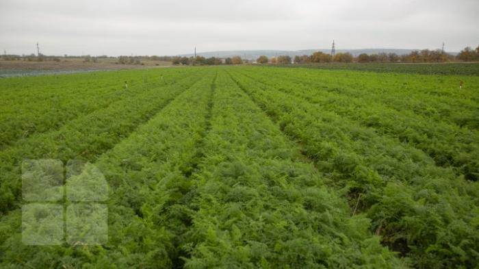 Новые технологии помогают удвоить урожай: молдавский фермер поделился секретами (ФОТО)