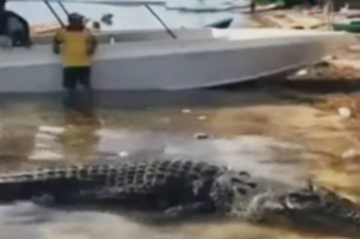 Огромный крокодил прогрыз в лодке дыру и утащил через нее рыбака