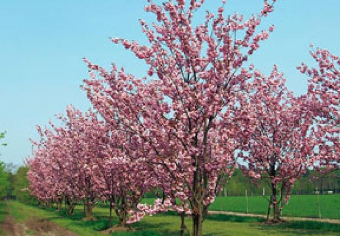 ORAŞUL NIPON TOMI VA OFERI ÎN DAR MOLDOVEI 100 DE PUIEŢI DE SAKURA