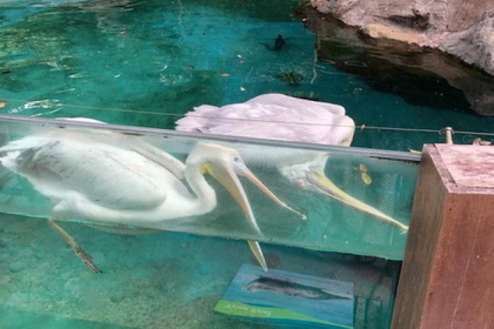Пеликан пытался спасти мертвого друга и растрогал детей в зоопарке
