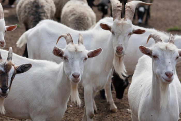 Поголовье коз в Московской области увеличат