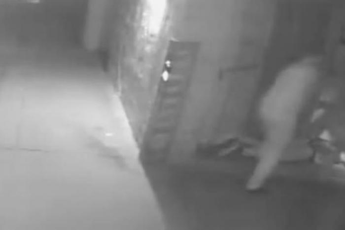 Полицейские попинали россиянина на улице и попали на видео