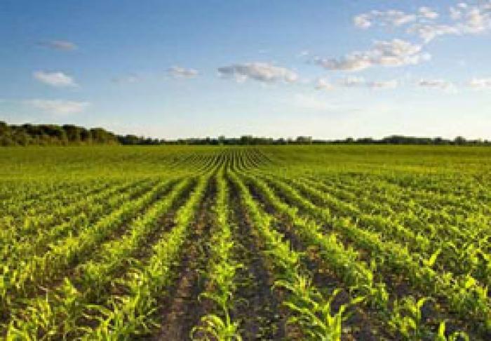 PRODUCŢIA AGRICOLĂ ÎN MOLDOVA A CRESCUT CU 3,2%