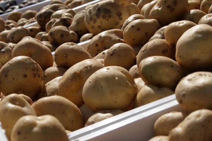 Рекордный урожай картофеля собрали в Подмосковье