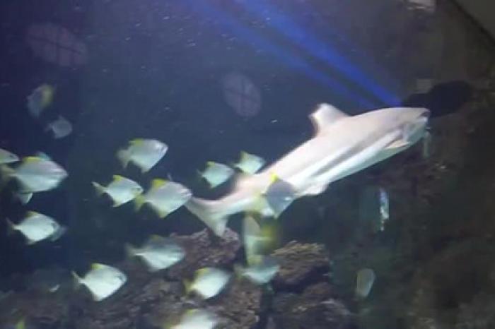 Рифовая акула растерзала бычью на глазах посетителей зоопарка
