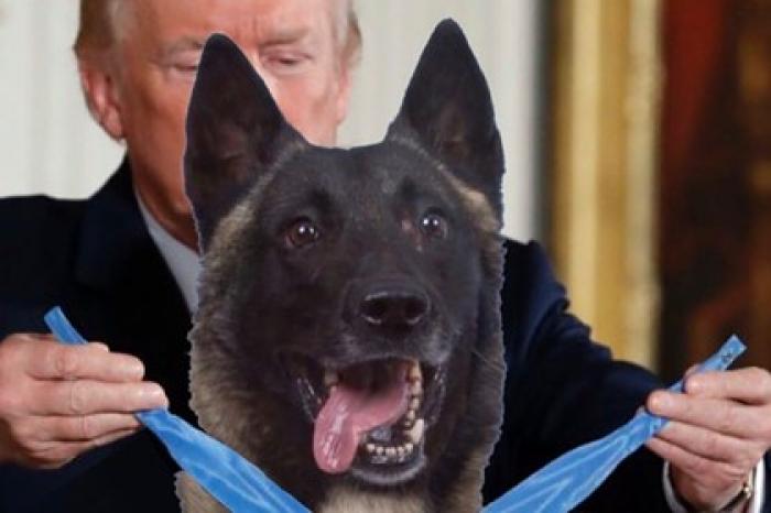 Трамп похвалил отличившегося при ликвидации главаря ИГ пса