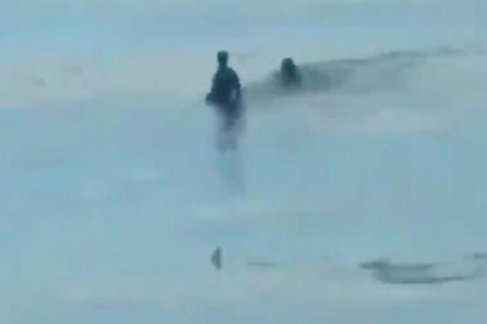 Туристы поплавали с акулой и попали на видео