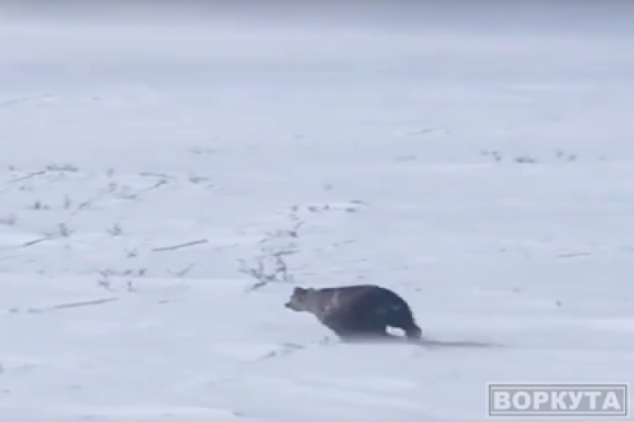 Видео погони охотников за медведем и росомахой взбесило россиян