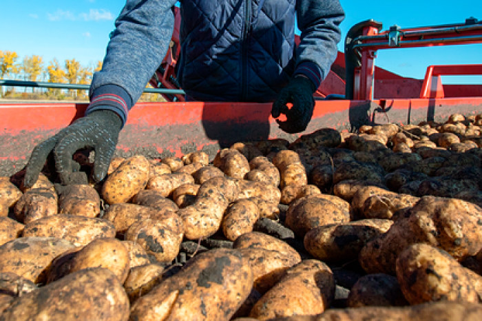 В Заполярье собрали небывалый урожай картофеля