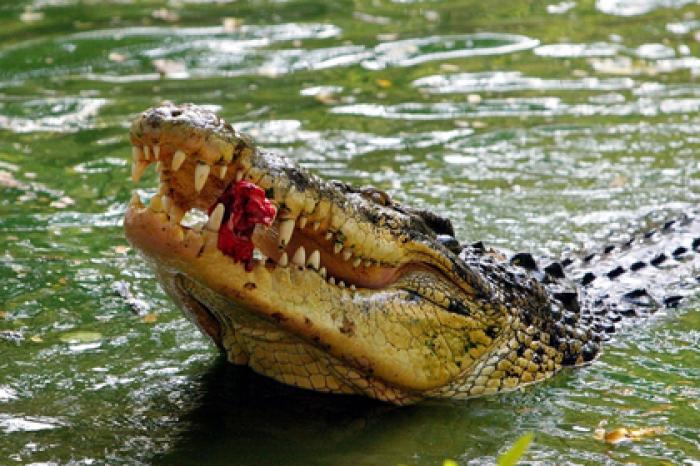Женщина час боролась с крокодилом и выжила