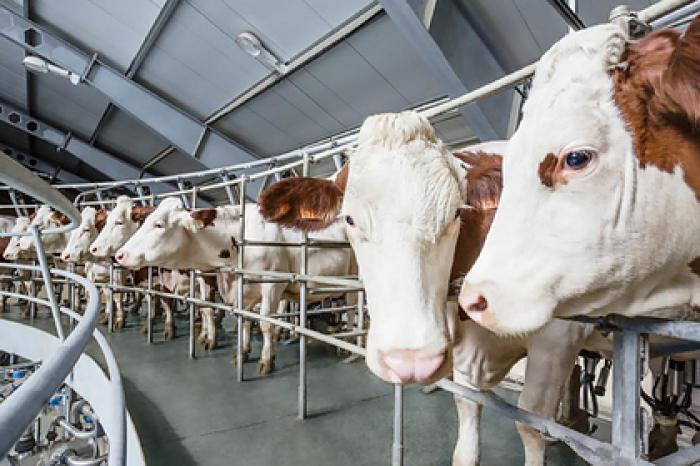 20 молочных ферм открыли в Подмосковье за пять лет