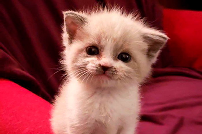 Бездомный котенок Цветочек «улыбнулся» на камеру и покорил пользователей сети