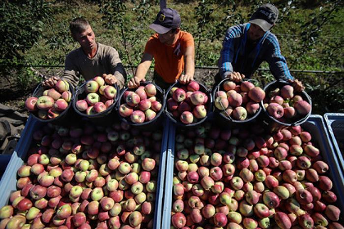 Более 100 тонн яблок собрали в ходе экоакции в Подмосковье