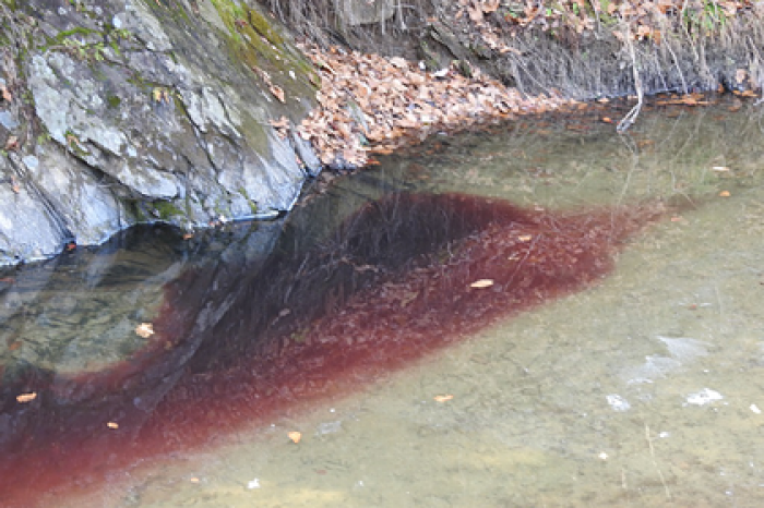 Кровь тысяч убитых из-за болезни свиней окрасила реку в Южной Корее