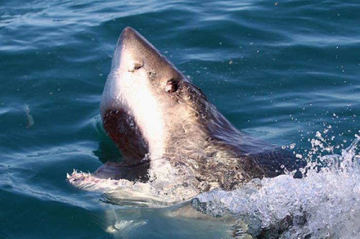 На месте гибели съеденного акулой туриста умер еще один человек