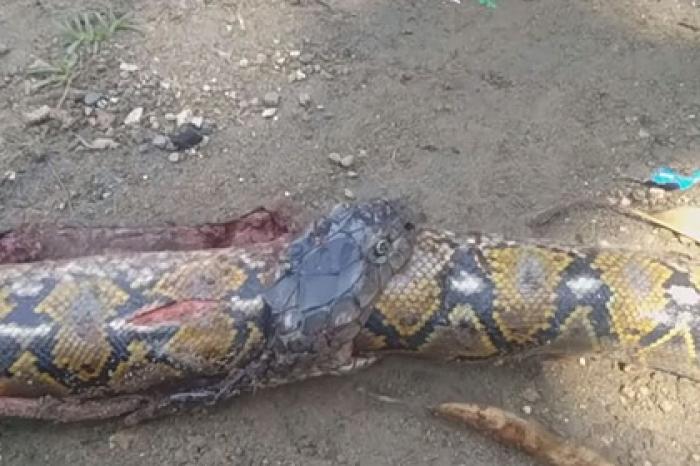Огромная кобра проглотила самую большую змею в мире