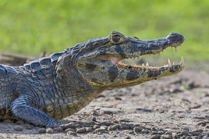 Рыбак схлестнулся с агрессивным крокодилом в битве на выживание