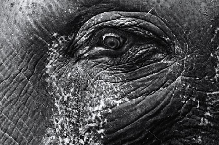 Умер слон-убийца по кличке бен Ладен