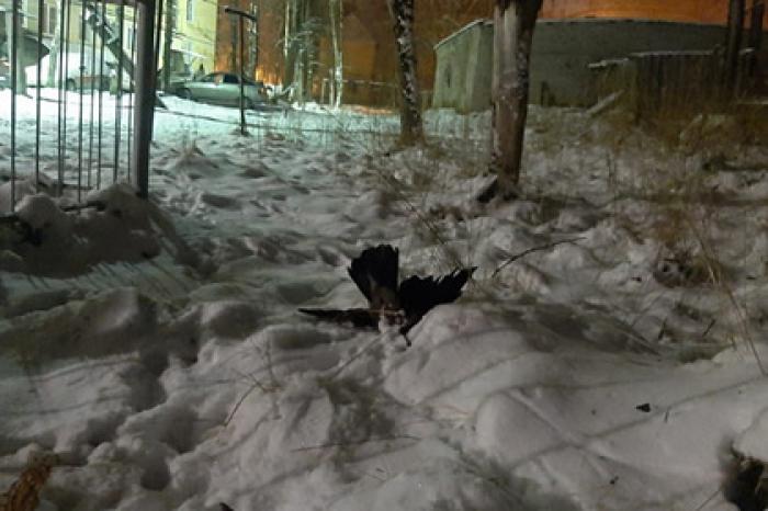 У погибших в российском городе птиц обнаружили опасную для людей болезнь