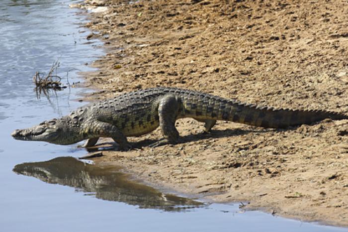 Вздремнувший на пляже рыбак проснулся в пасти крокодила