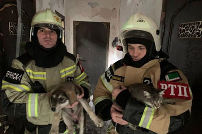 Чеченские пожарные спасли десятки кошек и собак из горящего приюта