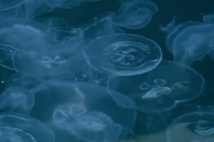 Нашествие ушастых медуз в Крыму попало на видео