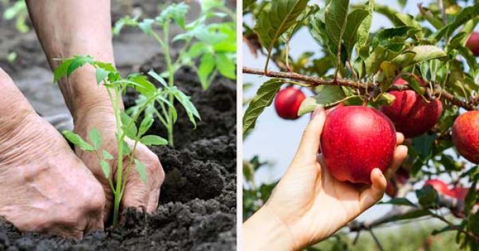 MOLDOVA AGROINDBANK ОТКРЫВАЕТ НОВЫЙ СЕЗОН И ЗАПУСКАЕТ КАМПАНИЮ В ПОДДЕРЖКУ БОЛЬШИХ И МАЛЫХ СЕЛЬХОЗПРОИЗВОДИТЕЛЕЙ «PRIMĂVARA 2020»