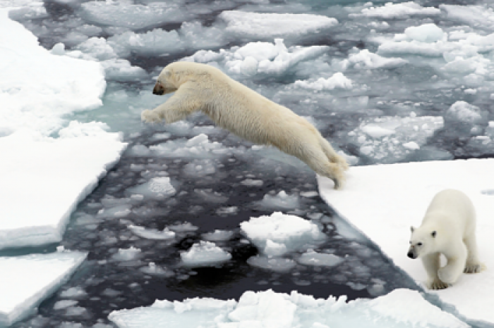 Белых медведей в российской Арктике посчитают к 2024 году