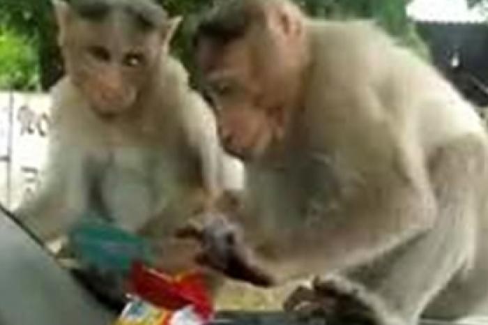 Нападение обезьян