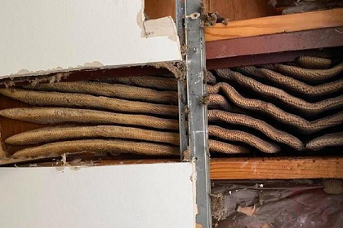 Пчелы два года прятались под потолком квартиры и оставили 45 килограммов меда