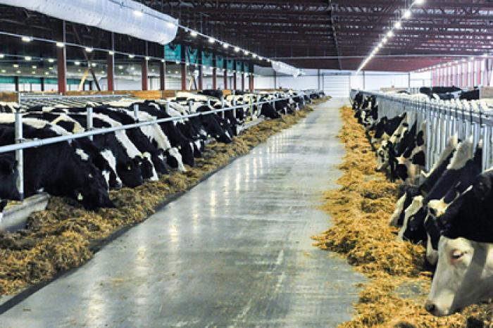 Власти Подмосковья назвали условие для рентабельности молочного скотоводства