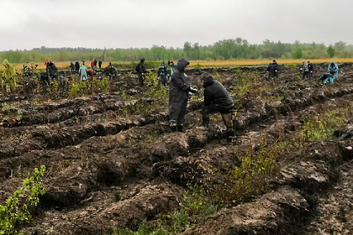 В Омской области объявили о масштабном восстановлении лесов