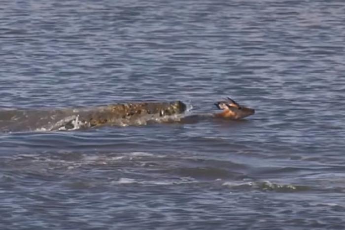 Бегемот утащил под воду крокодила с антилопой в зубах