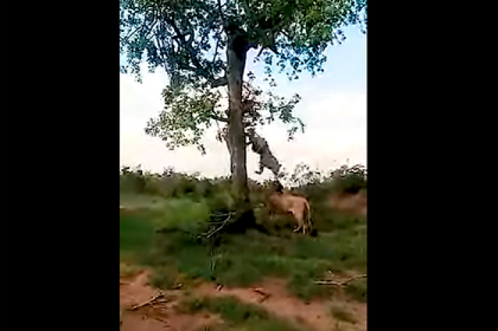 Львы попытались обокрасть леопарда и попали на видео