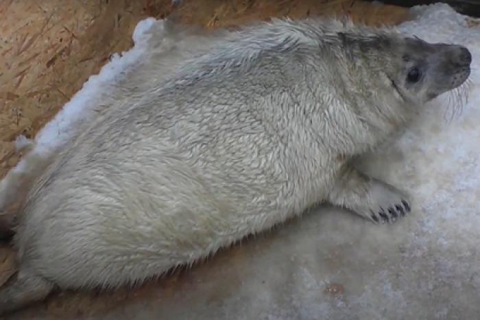 Мурманские ученые показали первого рожденного в неволе серого тюленя