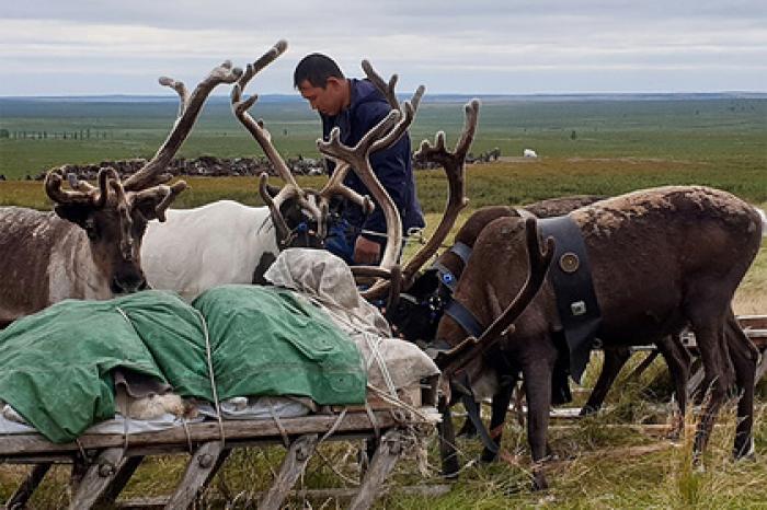 Оленеводов в Якутии и учителей в Арктике решили поддержать