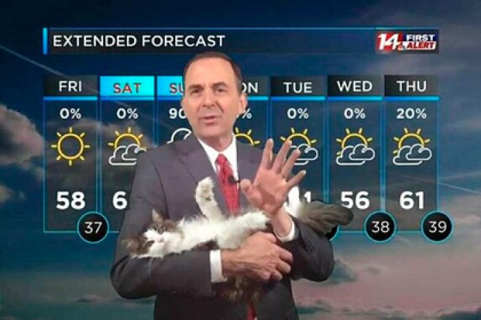 Ведущий прогноза погоды провел эфир с кошкой из дома и умилил зрителей