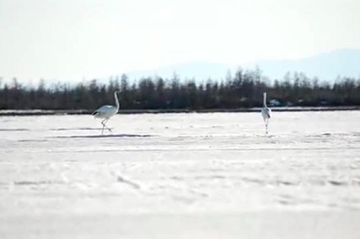 Брачный танец стерхов в Якутии попал на видео