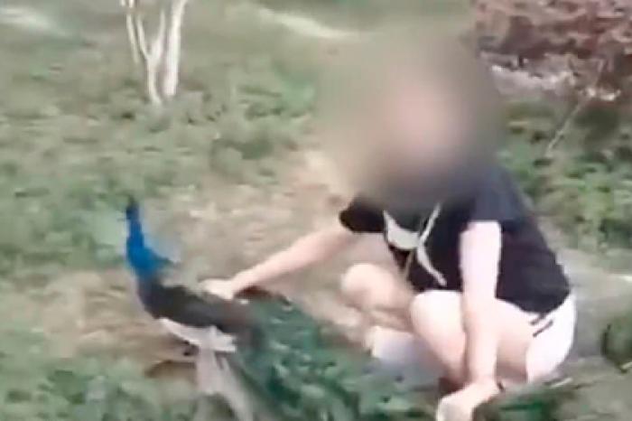Китаянка затерроризировала павлина ради удачного кадра и попала на видео