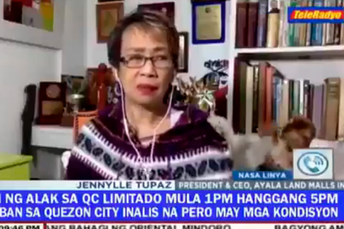 Коты поссорились и устроили перепалку в прямом эфире телеканала