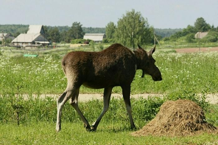 Лоси разгулялись по российскому городу во время эпидемии