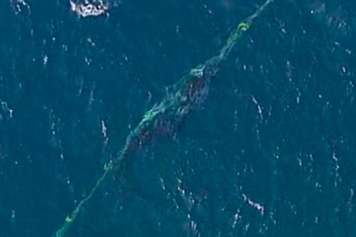 Мужчина спас запутавшегося в сетях китенка, прослыл героем и получил штраф