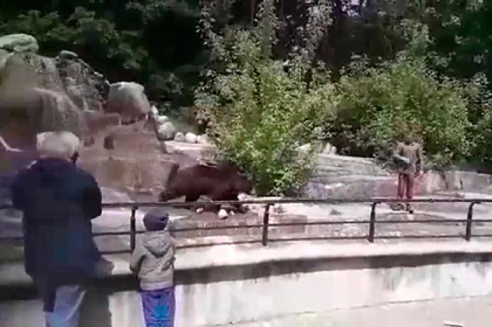 Пьяный мужчина напал на медведя в зоопарке и попал на видео