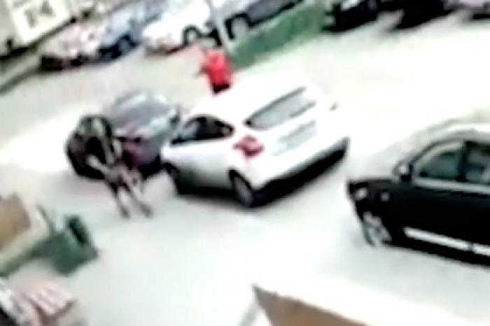 Россиянин натравил на женщину бойцового пса и попал на видео