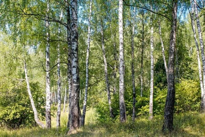 Россиянин с тремя детьми сбежал от коронавируса в лес