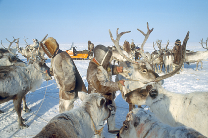 Российских ученых обеспокоила численность диких северных оленей