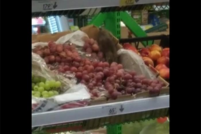 Сидящие на фруктах в российском супермаркете крысы попали на видео