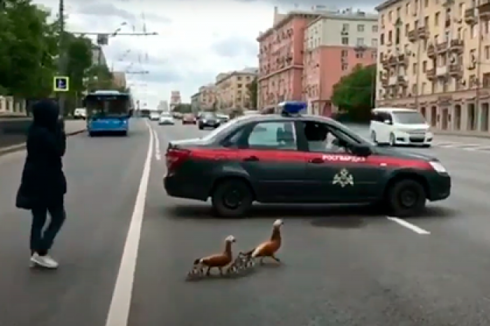 В Москве росгвардейцы помогли уткам перейти проспект и попали на видео