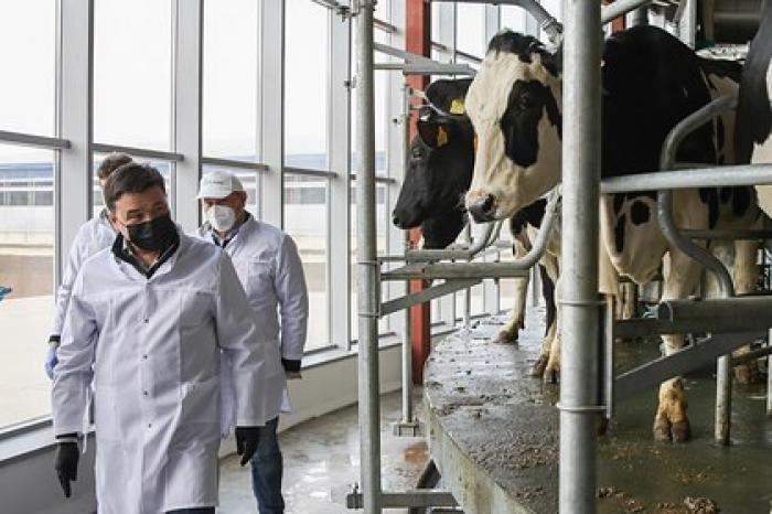 Воробьев проверил работу молочной фермы в Подмосковье