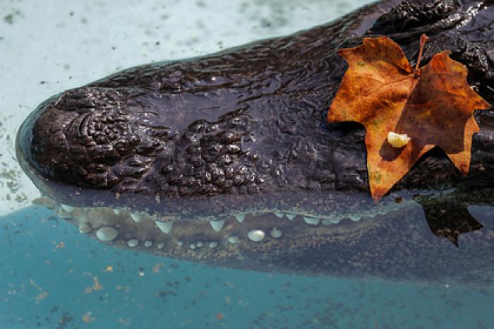 Аллигатор укусил за лицо залезшего в озеро ради наживы мужчину